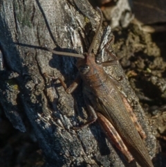 Pardillana limbata at Sutton, NSW - 24 Mar 2017 05:27 PM