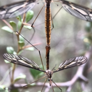 Tipulidae sp. (family) at Canberra Central, ACT - 25 Mar 2017 11:45 AM