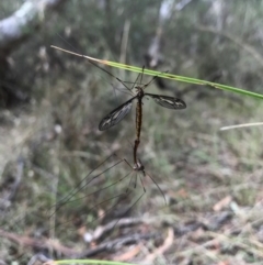 Tipulidae sp. (family) at Canberra Central, ACT - 25 Mar 2017 11:45 AM