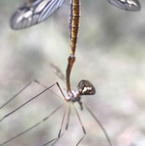 Tipulidae sp. (family) at Canberra Central, ACT - 25 Mar 2017 11:45 AM