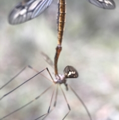 Tipulidae sp. (family) at Canberra Central, ACT - 25 Mar 2017