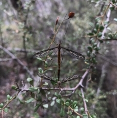 Tipulidae sp. (family) at Canberra Central, ACT - 25 Mar 2017 11:45 AM