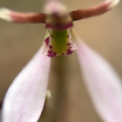 Eriochilus cucullatus (Parson's Bands) at Canberra Central, ACT - 25 Mar 2017 by AaronClausen