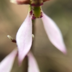 Eriochilus cucullatus at Canberra Central, ACT - 25 Mar 2017