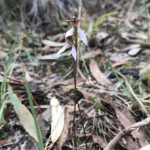 Eriochilus cucullatus at Canberra Central, ACT - 25 Mar 2017