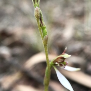 Eriochilus cucullatus at Canberra Central, ACT - suppressed