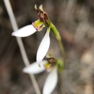 Eriochilus cucullatus at Canberra Central, ACT - suppressed