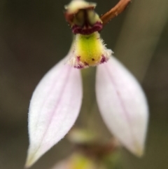 Eriochilus cucullatus at Canberra Central, ACT - suppressed