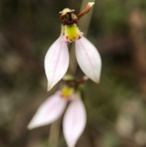 Eriochilus cucullatus at Canberra Central, ACT - 25 Mar 2017