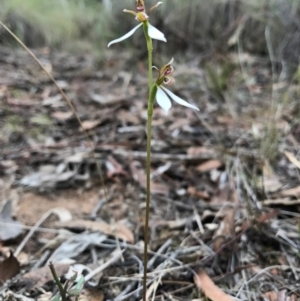 Eriochilus cucullatus at Canberra Central, ACT - suppressed