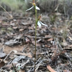 Eriochilus cucullatus at Canberra Central, ACT - 25 Mar 2017