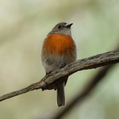 Petroica boodang (Scarlet Robin) at Forde, ACT - 24 Mar 2017 by CedricBear