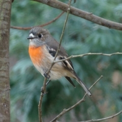 Petroica boodang (Scarlet Robin) at Mulligans Flat - 24 Mar 2017 by CedricBear