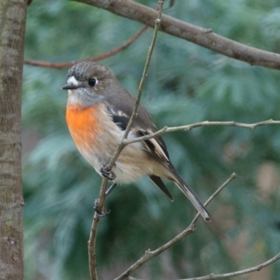 Petroica boodang (Scarlet Robin) at Gungahlin, ACT - 24 Mar 2017 by CedricBear