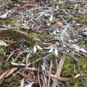 Eriochilus cucullatus at Canberra Central, ACT - suppressed