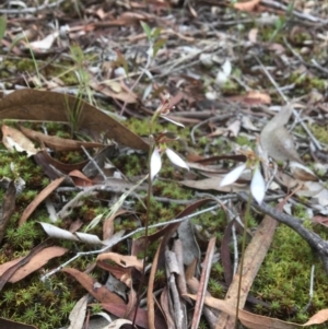 Eriochilus cucullatus at Canberra Central, ACT - suppressed