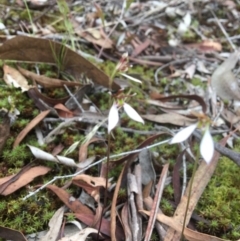 Eriochilus cucullatus at Canberra Central, ACT - suppressed