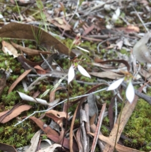 Eriochilus cucullatus at Canberra Central, ACT - suppressed