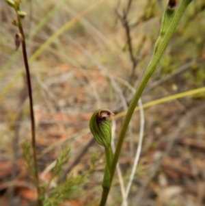 Speculantha rubescens at Cook, ACT - suppressed