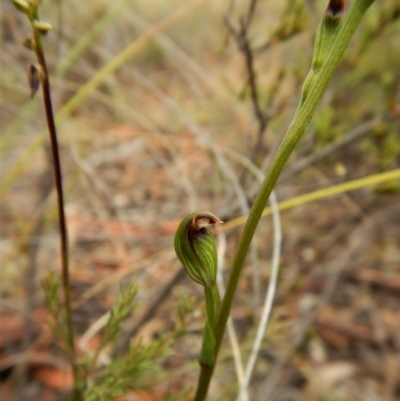 Speculantha rubescens (Blushing Tiny Greenhood) at Mount Painter - 24 Mar 2017 by CathB