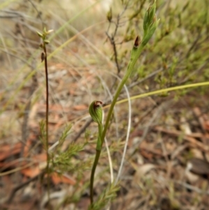 Speculantha rubescens at Cook, ACT - 24 Mar 2017