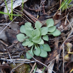 Speculantha rubescens at Cook, ACT - 27 Jun 2016