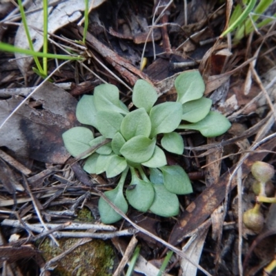 Speculantha rubescens (Blushing Tiny Greenhood) at Cook, ACT - 27 Jun 2016 by CathB