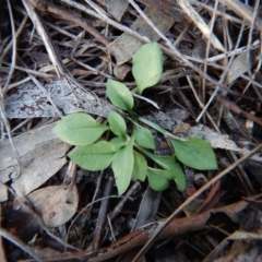 Speculantha rubescens at Cook, ACT - 27 Jun 2016