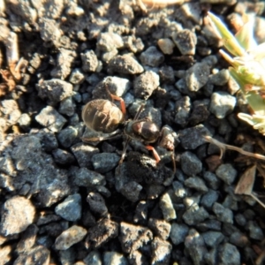 Iridomyrmex purpureus at Belconnen, ACT - 21 Mar 2017