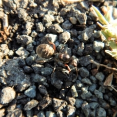 Iridomyrmex purpureus (Meat Ant) at Belconnen, ACT - 21 Mar 2017 by CathB