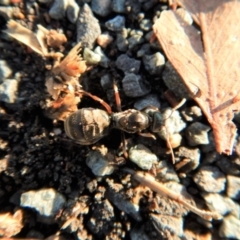 Iridomyrmex purpureus at Belconnen, ACT - 21 Mar 2017