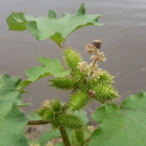 Xanthium occidentale at Stromlo, ACT - 25 Mar 2017