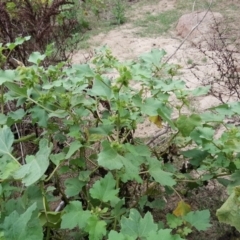 Xanthium occidentale at Stromlo, ACT - 25 Mar 2017