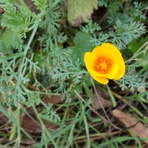 Eschscholzia californica at Stromlo, ACT - 25 Mar 2017 12:36 PM