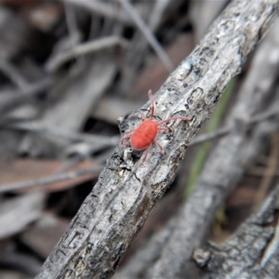 Trombidiidae (family) (Red velvet mite) at Aranda, ACT - 24 Mar 2017 by CathB