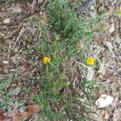 Calotis lappulacea (Yellow Burr Daisy) at Stromlo, ACT - 25 Mar 2017 by Mike