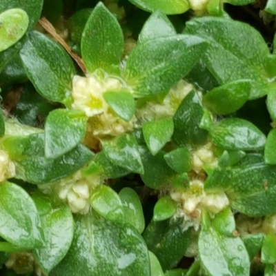 Guilleminea densa (Small Matweed) at Stony Creek - 25 Mar 2017 by Mike