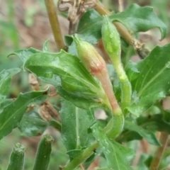 Oenothera indecora subsp. bonariensis (Small-flower Evening Primrose) at Stony Creek - 25 Mar 2017 by Mike