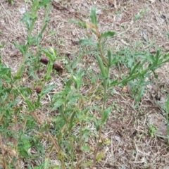 Oenothera indecora subsp. bonariensis at Stromlo, ACT - 25 Mar 2017