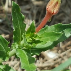 Oenothera indecora subsp. bonariensis at Stromlo, ACT - 25 Mar 2017 12:53 PM