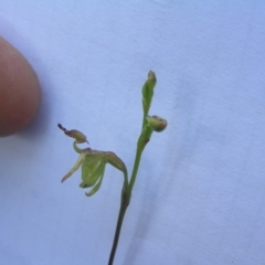 Caleana minor (Small Duck Orchid) at Yass River, NSW - 21 Nov 2016 by SueMcIntyre