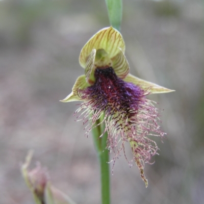 Calochilus platychilus (Purple Beard Orchid) at Gang Gang at Yass River - 29 Oct 2005 by SueMcIntyre