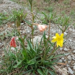 Oenothera stricta subsp. stricta (Common Evening Primrose) at Isaacs Ridge and Nearby - 25 Mar 2017 by Mike