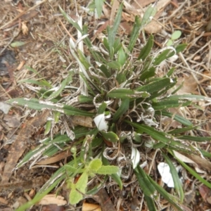 Gazania rigens at Jerrabomberra, ACT - 24 Mar 2017 09:49 AM