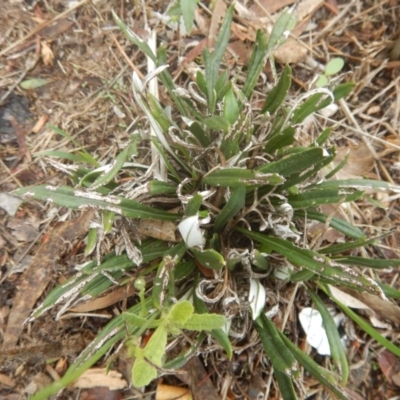 Gazania rigens (Treasure Flower) at Isaacs Ridge and Nearby - 23 Mar 2017 by MichaelMulvaney