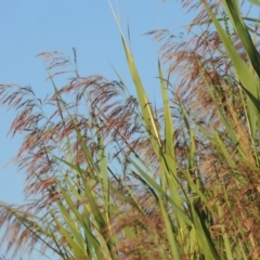 Phragmites australis (Common Reed) at Point Hut to Tharwa - 7 Mar 2017 by michaelb