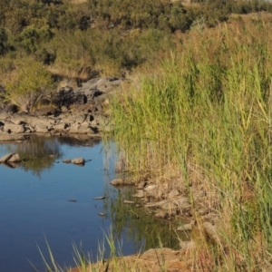Phragmites australis at Paddys River, ACT - 7 Mar 2017