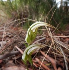 Diplodium ampliatum (Large Autumn Greenhood) at Cook, ACT - 25 Mar 2017 by CathB