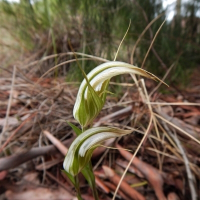 Diplodium ampliatum (Large Autumn Greenhood) at Cook, ACT - 25 Mar 2017 by CathB