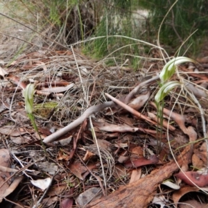 Diplodium ampliatum at Cook, ACT - suppressed